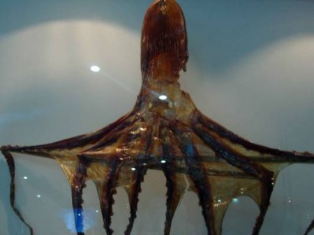 Салат "Кальмарский"