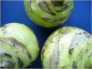 Кольраби тушеная