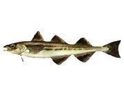 Вторая группа продуктов — мясо, рыба, яйца.