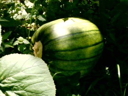 ТЫКВА С ПЕРЦЕМ (ПОЛЬША)