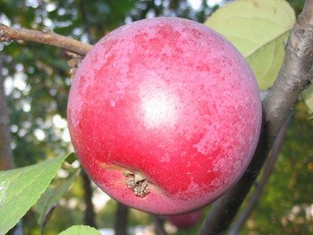 ДЕСЕРТ ИЗ СВЕЖИХ ЯБЛОК И КОНСЕРВИРОВАННЫХ АБРИКОСОВ